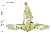 Dysspastus perpygmaeellus