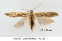 Monochroa niphognatha
