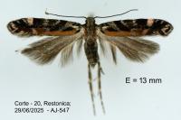 Aristotelia decoratella
