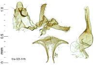 Aristotelia decoratella