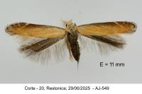 Monochroa cytisella