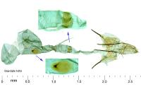 Monochroa cytisella