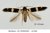 Gisilia stereodoxa