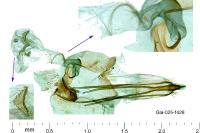 Gisilia stereodoxa