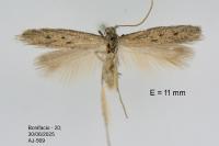 Epidola nuraghella
