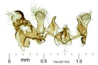 Epidola nuraghella
