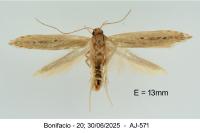 Limnaecia phragmitella