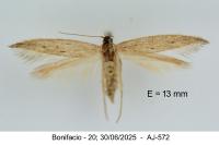 Epidola nuraghella