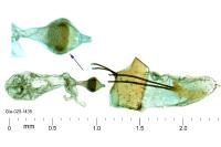 Epidola nuraghella