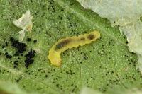 Phyllonorycter emberizaepenella