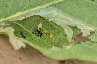 Phyllonorycter emberizaepenella