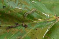 Ancylis mitterbacheriana