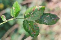 Coleophora gryphipennella