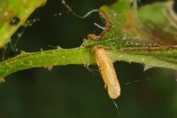Coleophora gryphipennella