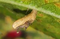 Coleophora gryphipennella