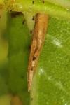 Coleophora gryphipennella