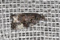 Apotomis sororculana