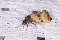 Cochylichroa atricapitana