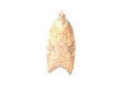 Acleris rhombana