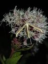 Emmelina monodactyla