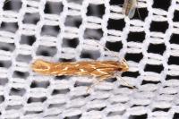 Pyroderces argyrogrammos