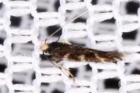 Oxypteryx wilkella