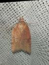 Acleris ferrugana/notana