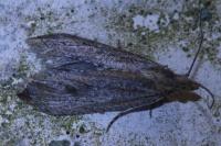 Bactra lancealana