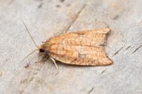 Acleris rhombana