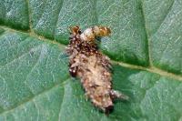 Dahlica triquetrella