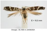 Oxypteryx wilkella