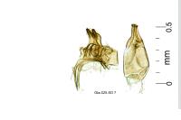 Oxypteryx wilkella