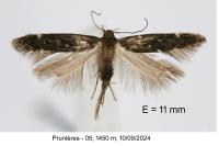 Aproaerema sangiella