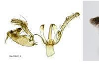 Aproaerema sangiella