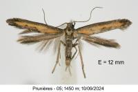 Ochromolopis ictella