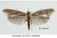 Scythris noricella