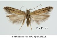 Scrobipalpa samadensis