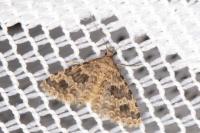 Alucita hexadactyla