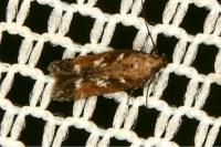 Caryocolum marmoreum marmoreum