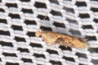 Scrobipalpa costella