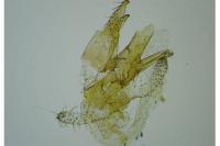 Vulcaniella grabowiella