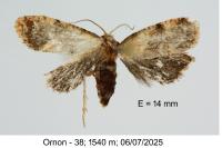 Cochylidia rupicola