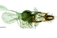 Cochylidia rupicola