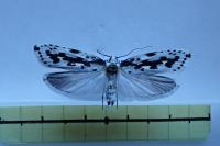 Ethmia pusiella