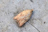 Acleris rhombana