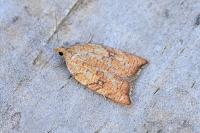 Acleris rhombana