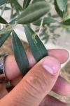 Metriochroa latifoliella