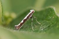 Dialectica scalariella