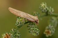 Oxypteron schawerdai