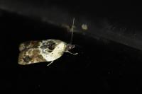 Acleris variegana